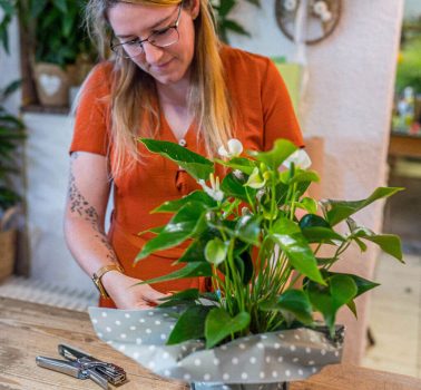 Blumenhaus-Serrer_Topfpflanze_05